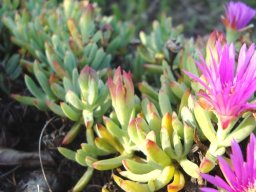 Lampranthus fugitans